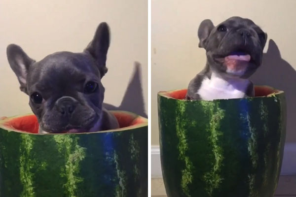 Buldogue francês come melancia e conquista a internet em vídeo adorável publicado no Instagram