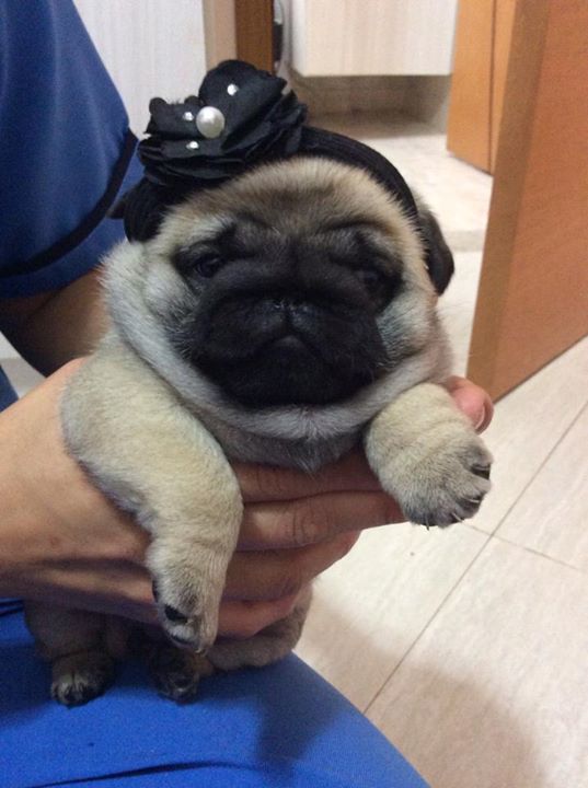 Dona afirma que sua pug de 5 meses morreu asfixiada por causa de casinha