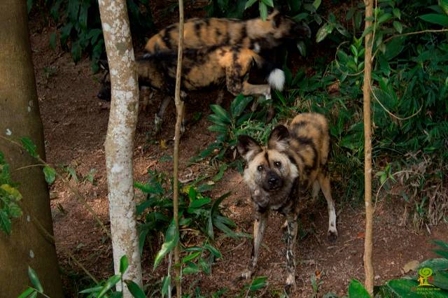 soltura-cachorro-selvagem-africano-11-fb1