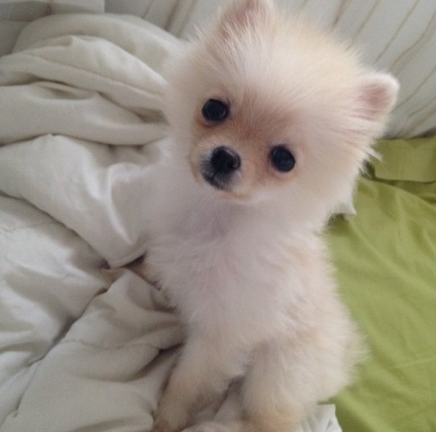 Conheça Tapioca, a nova lulu da pomerânia de Celso Zucatelli