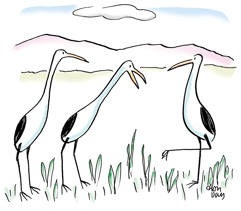 Pássaro pé no chão