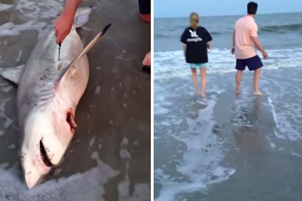 Após encontrar tubarão morto, família consegue resgatar três filhotes que estavam presos na carcaça; assista