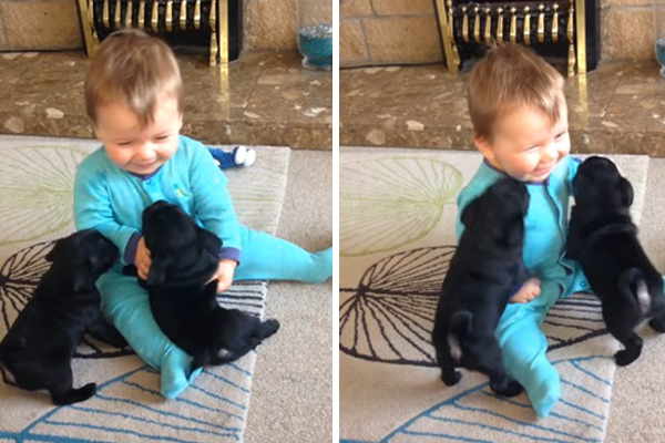 Bebê brinca com filhotinhos de pug no vídeo mais fofo do dia