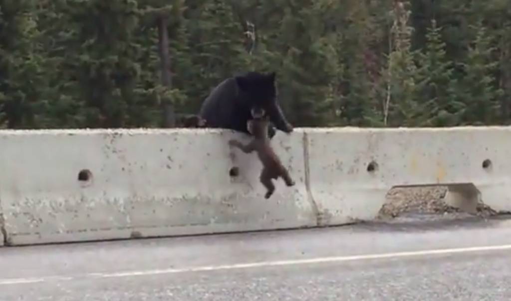 Bronca à vista: mãe ursa resgata ursinho no acostamento de rodovia no Canadá