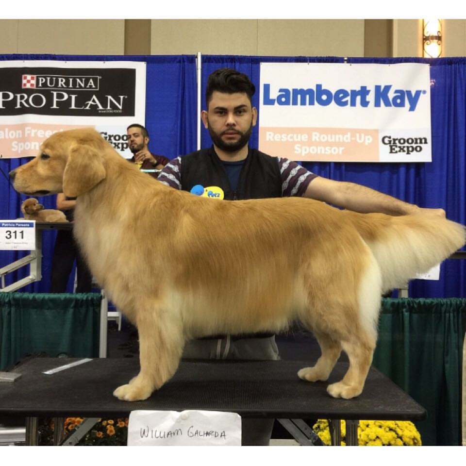 Paulistano disputa campeonato internacional que premia melhor esteticista animal