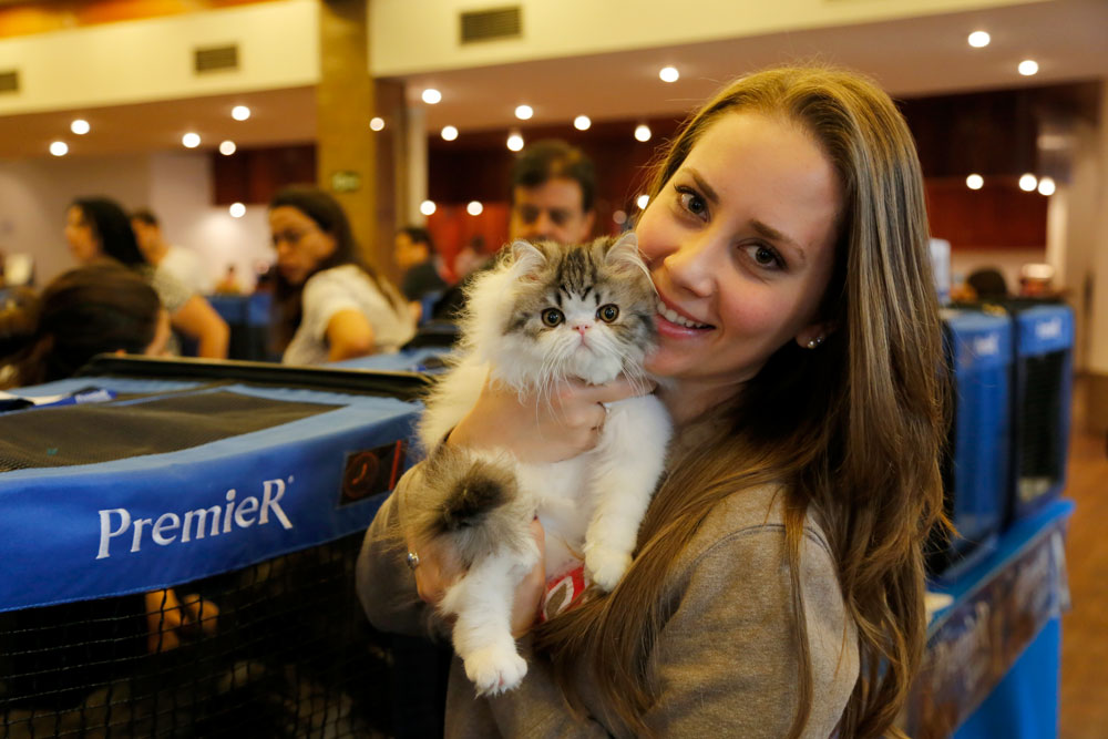 clube brasileiro de gatos