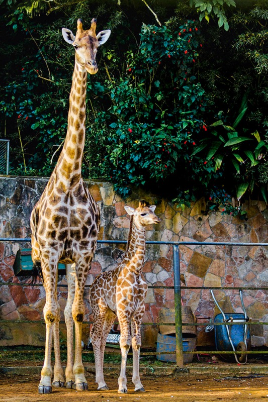 Zoológico de São Paulo