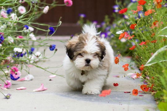 Lhasa Apso - cachorro