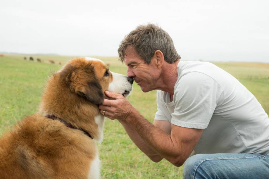 'Quatro Vidas de um Cachorro'