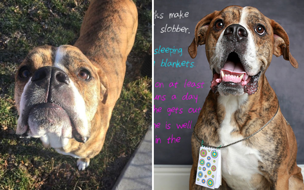 Este cachorro chegou ao abrigo com uma mensagem emocionante