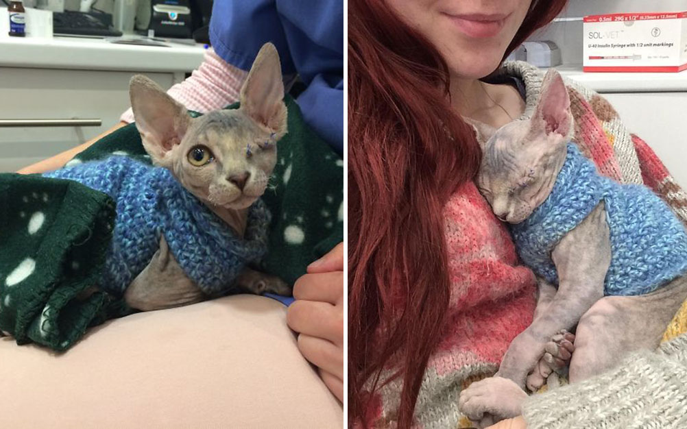 Jovem é surpreendida com reação de cão ao levar gato para casa