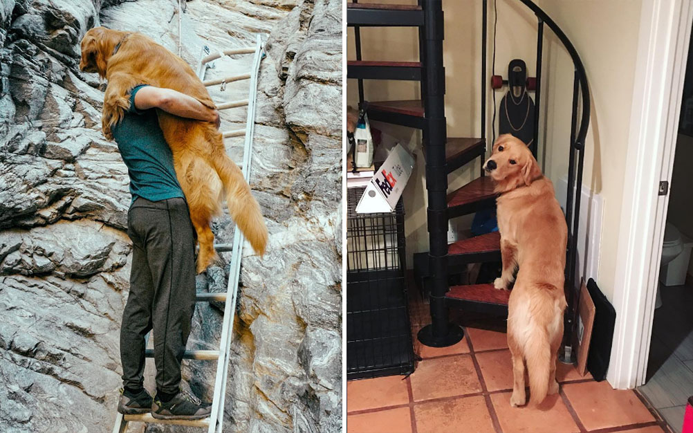 Em vídeo, cachorro medroso precisa de colo para subir escada