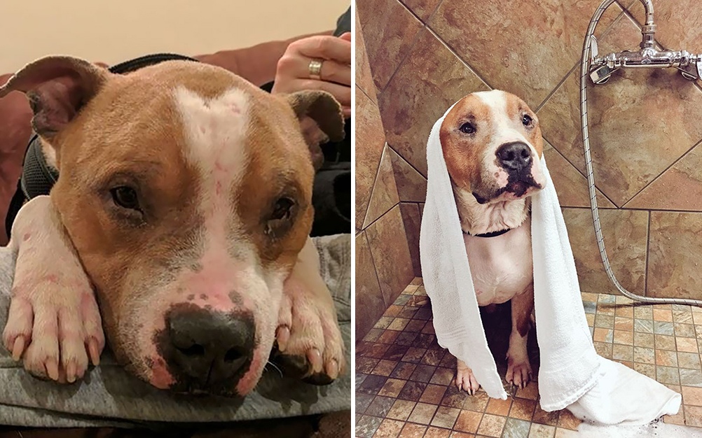 pit_bull_resgatado_05