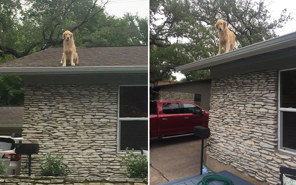 Em recado, família revela por que mascote está sempre no telhado