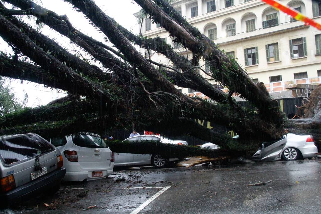 Árvore cai e atinge quatro veículos na região central