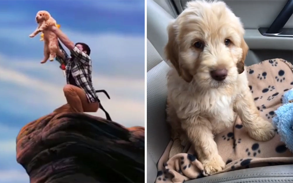 Rapaz se inspira em “O Rei Leão” para apresentar filhote