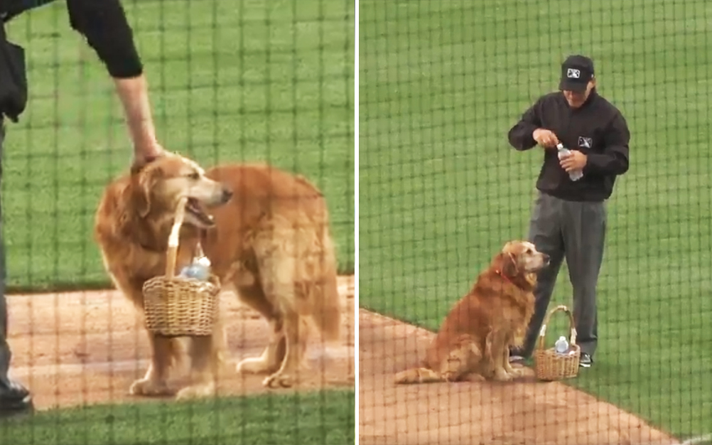 O “emprego” deste cachorro está dando o que falar no Facebook