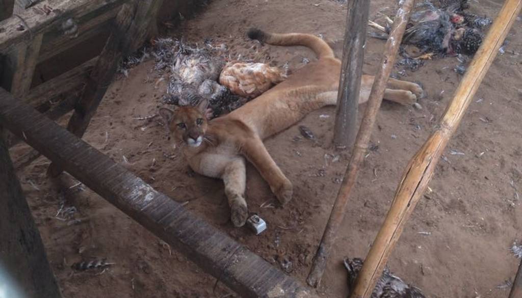 Onça é pega em galinheiro após matar 41 galinhas no interior