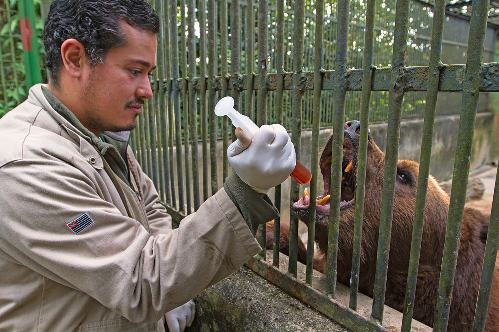 Zoológico de São Paulo – urso