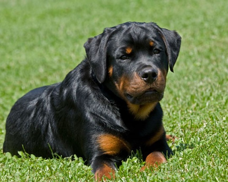 Paulistano ignora lei de focinheira para cães