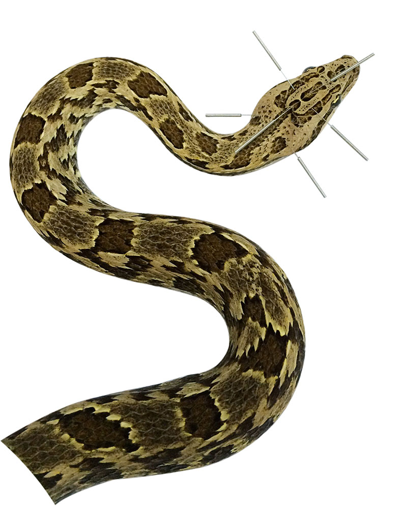acupuntura serpente zoológico de são paulo
