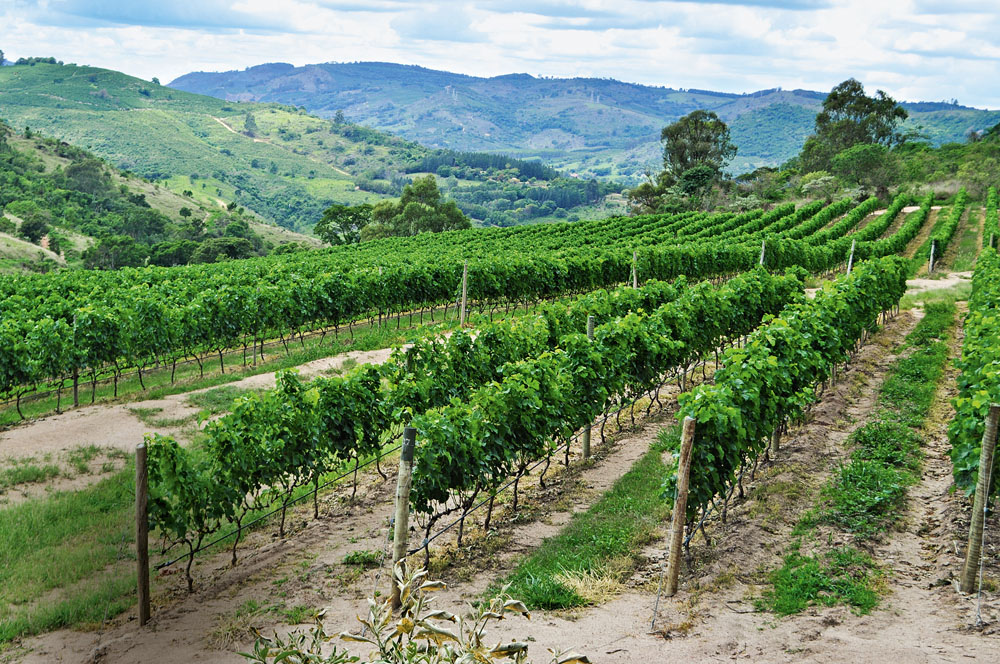 Rota do vinho paulista: produtores oferecem visitas guiadas