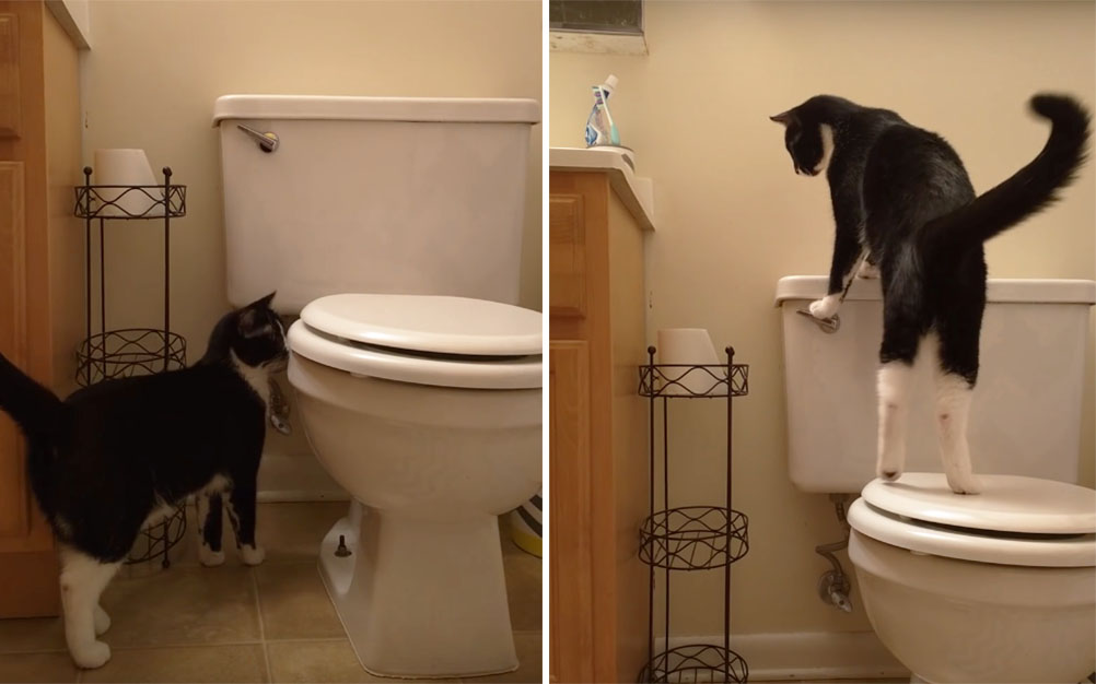 Após aumento em conta, dono descobre “segredo” sobre gato