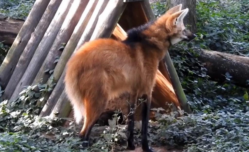 Filhotes de lobo-guará nascem em zoológico no interior