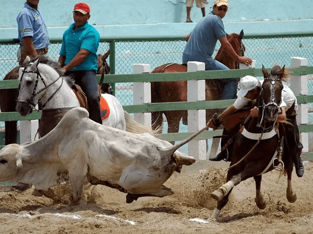 Senado aprova projeto que regulamenta vaquejada