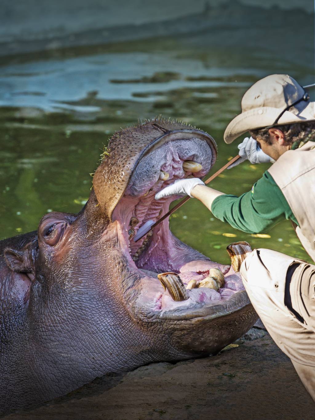 zoológico de são paulo