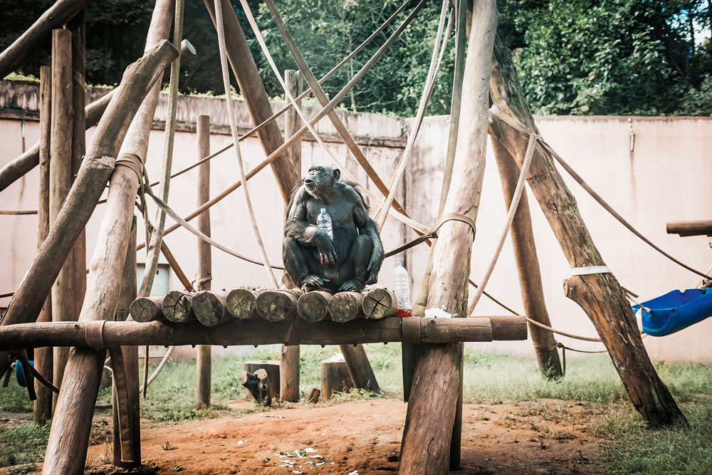 Zoológico de São Paulo – Macaca