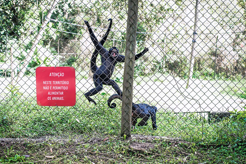 Zoológico de São Paulo