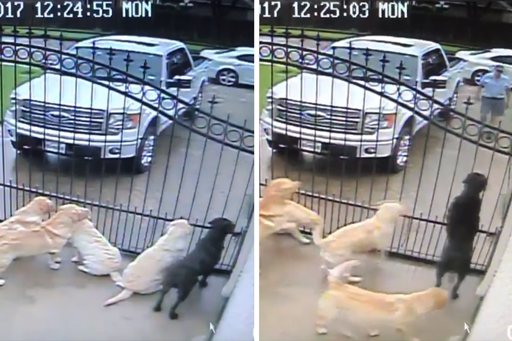 Rapaz compartilha interação de cachorros com carteiro no Twitter