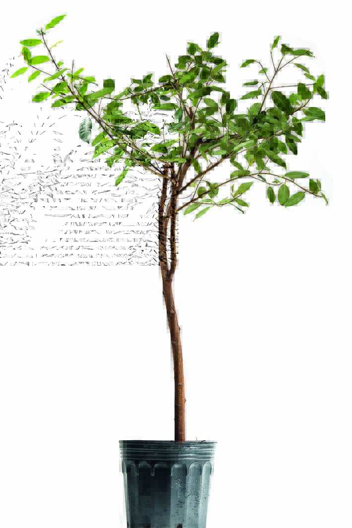 Muda clonada de árvore mais antiga da cidade será plantada