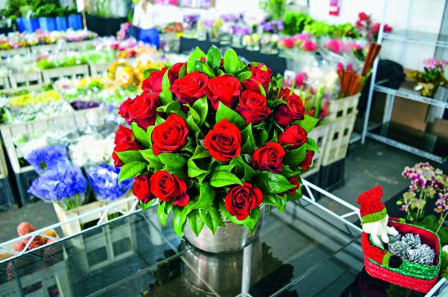 Uemura Flores e Plantas