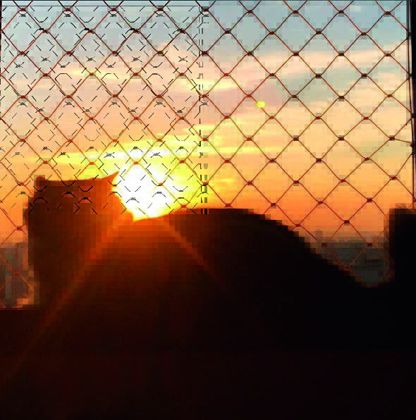 Meu Pet: conheça o gato Neko