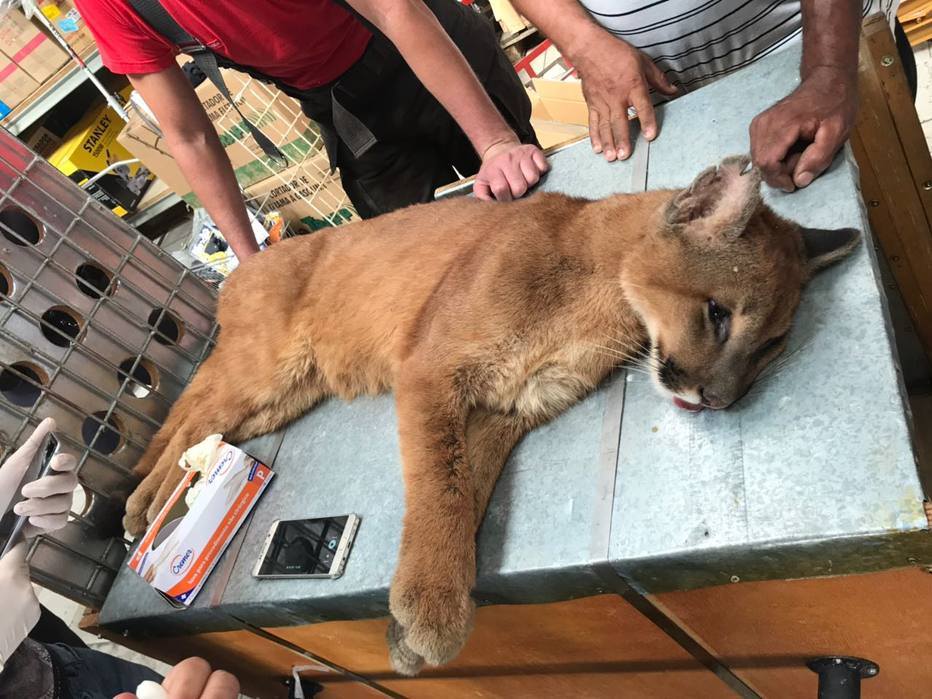 Filhote de onça é encontrado em loja em Atibaia