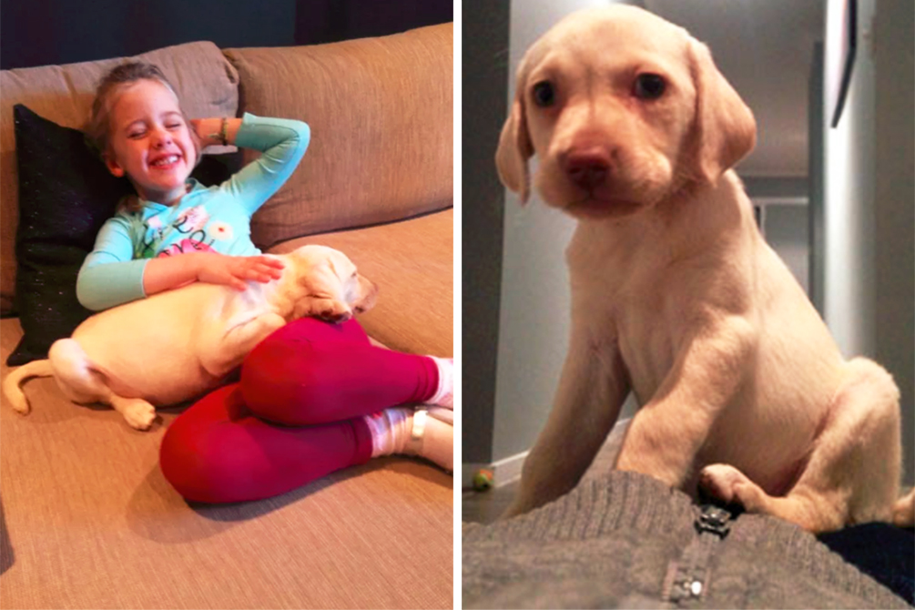 Ladrões se arrependem e devolvem filhote para menina de 4 anos