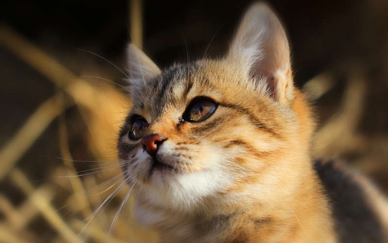 O alimento úmido em sachê é melhor do que a ração seca para meu gato?