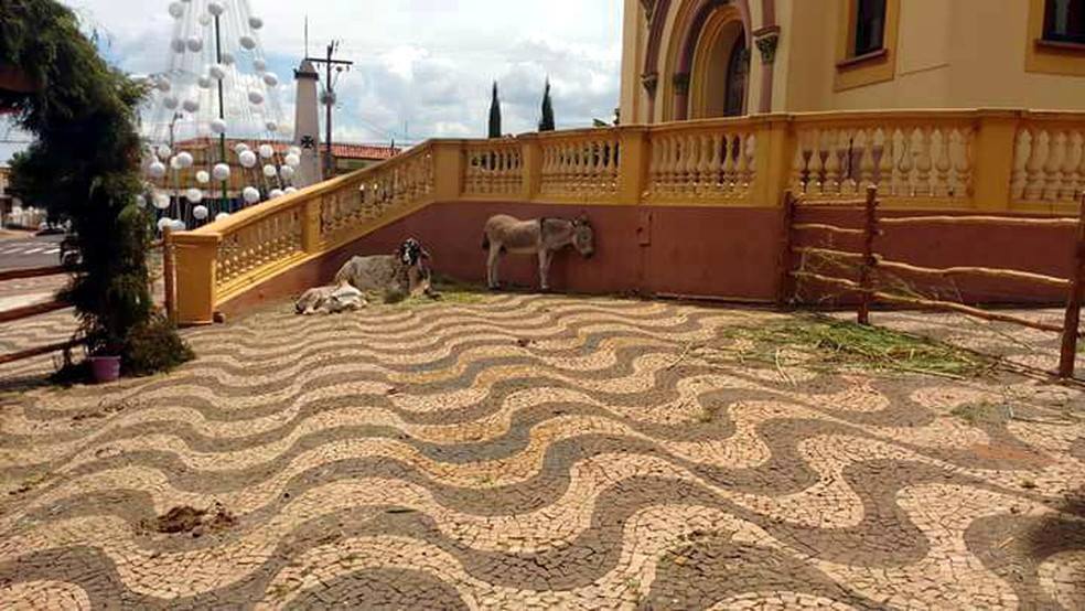 Cidade do interior desfaz presépio com animais vivos