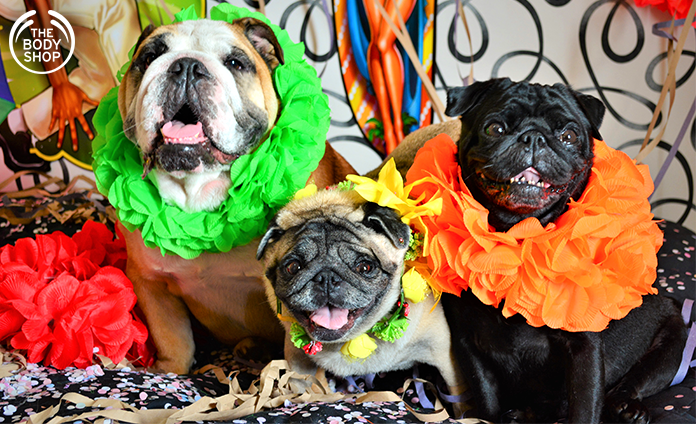 Marca de cosméticos promove Carnaval para cães na Vila Madalena