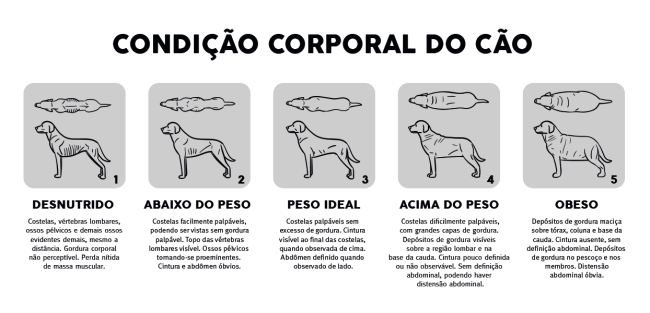 cão obeso