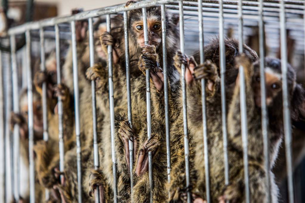 Tráfico de animais silvestres