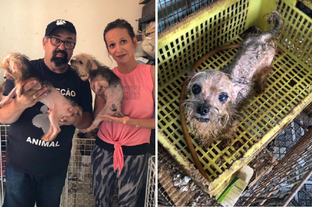 Com polícia, Luísa Mell resgata animais em canil clandestino na Zona Leste