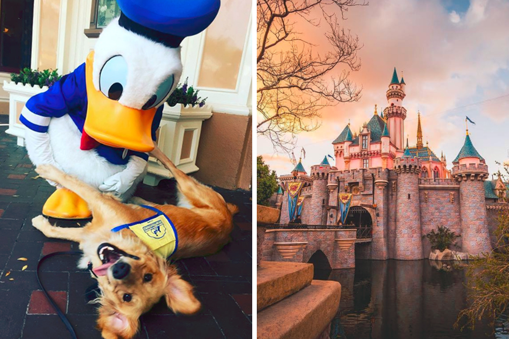 Estes cães de serviço deram show de fofura ao visitar o Disneyland Resort