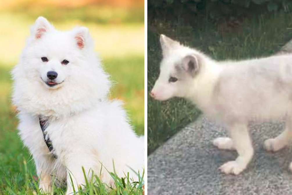 cachorro-troca-raposa-03