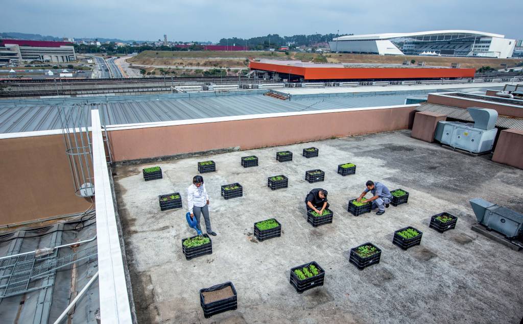 Prédios usam cobertura para plantar e reaproveitar lixo orgânico