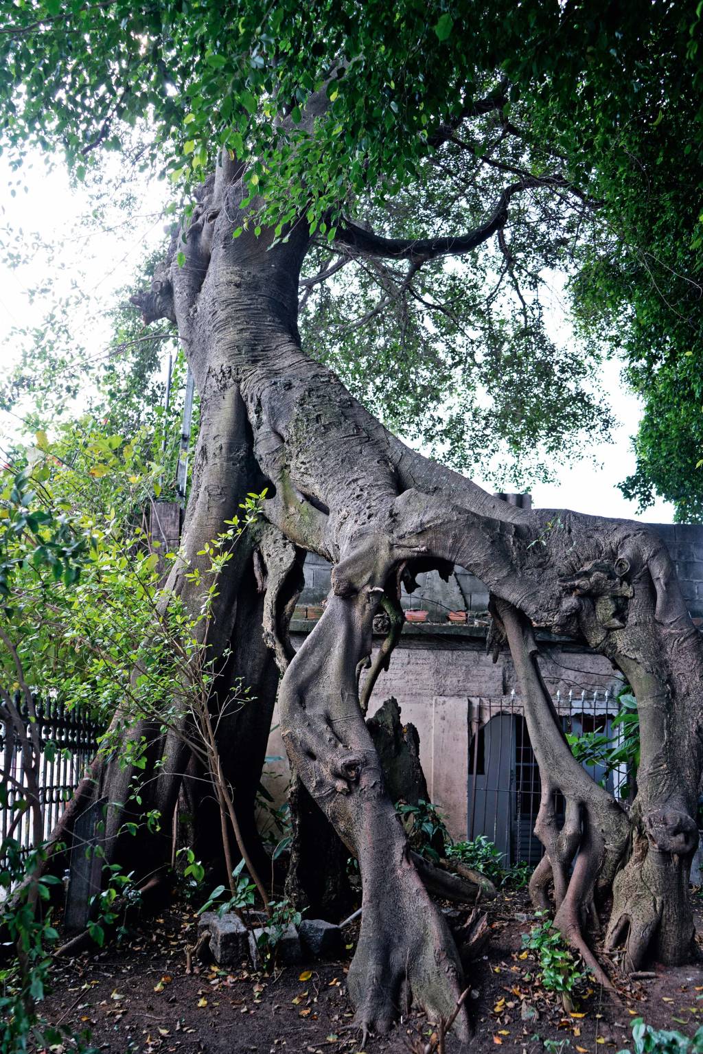 Moradores se unem para salvar a árvore mais antiga da capital