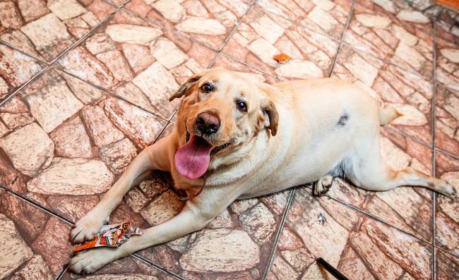 Animais abandonados