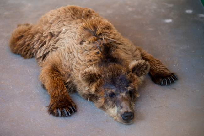 ursa marsha ursa marsha